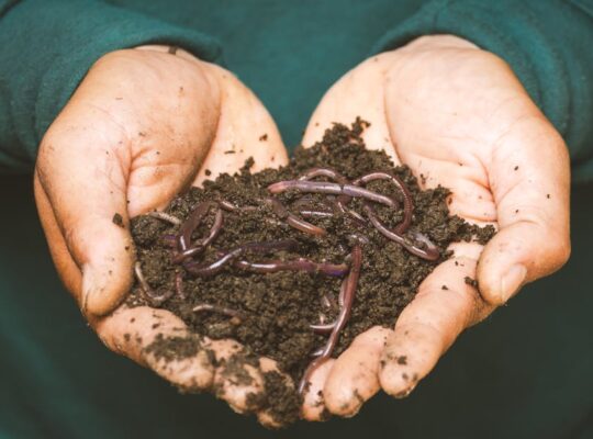 How to Compost at Home: Turning Garden Waste into Black Gold