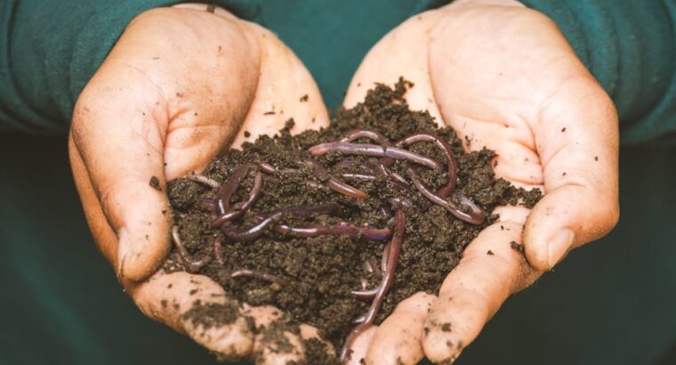 How to Compost at Home: Turning Garden Waste into Black Gold